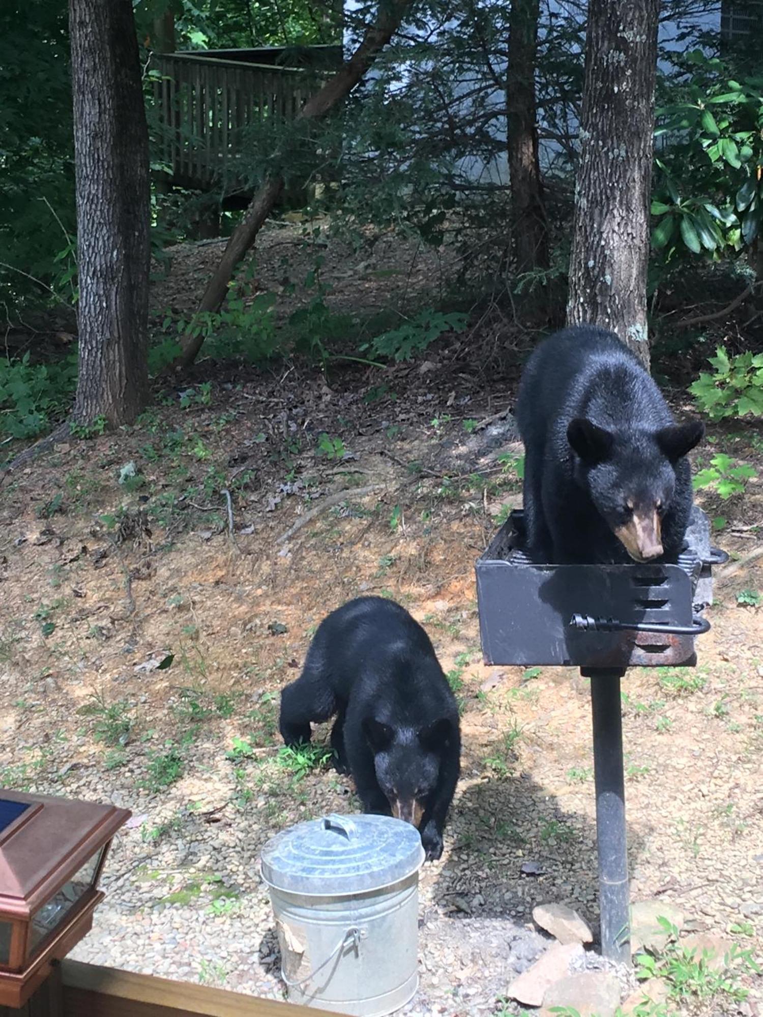 Bear Necessities, Luxury 5Bd Mtn Views, Hot Tub, Many Bear Sightings Villa Gatlinburg Exterior photo