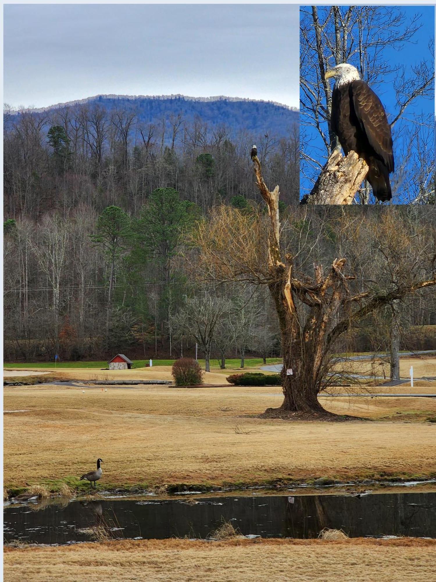 Bear Necessities, Luxury 5Bd Mtn Views, Hot Tub, Many Bear Sightings Villa Gatlinburg Exterior photo